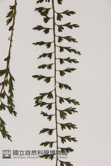 鱗柄鐵角蕨藏品圖，第5張