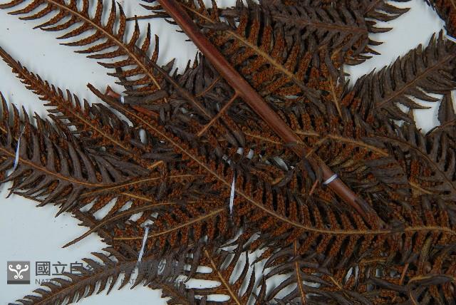 金狗毛蕨藏品圖，第5張