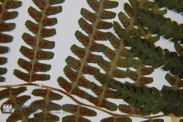 亞蹄蓋蕨藏品圖，第8張