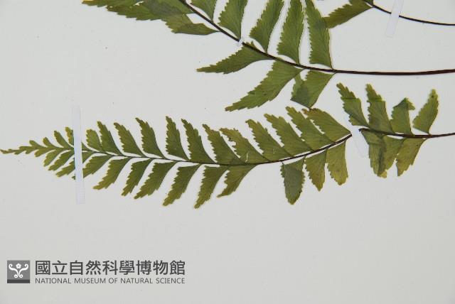 單邊鐵角蕨藏品圖，第5張