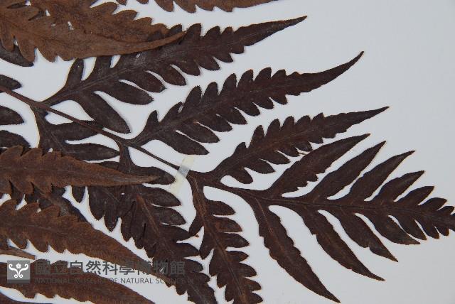 臺灣狗脊蕨藏品圖，第4張