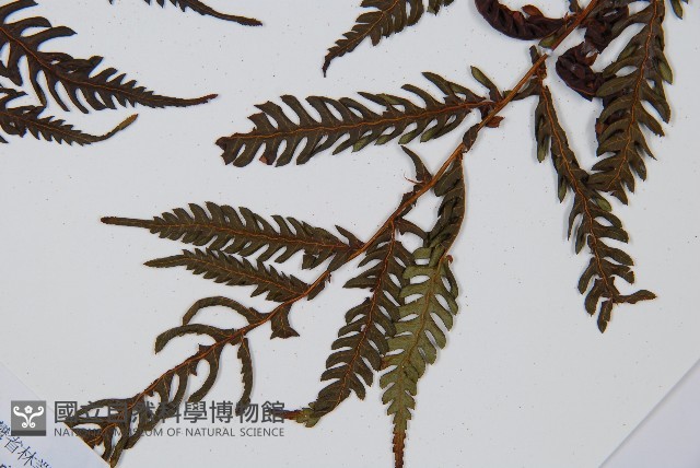 臺灣桫欏藏品圖，第8張
