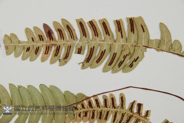 雉尾烏毛蕨藏品圖，第5張