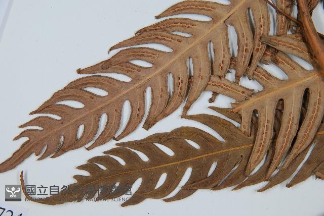 生芽狗脊蕨、頂芽狗脊蕨藏品圖，第5張