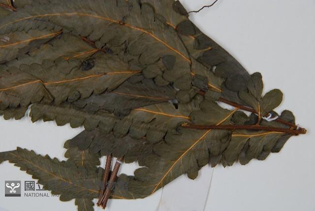 邊緣鱗蓋蕨藏品圖，第5張