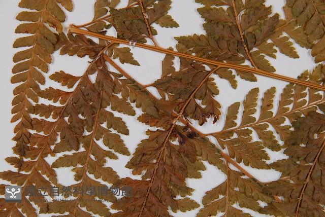 粗毛鱗蓋蕨藏品圖，第5張