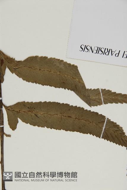 登錄號:P010024藏品圖，第5張