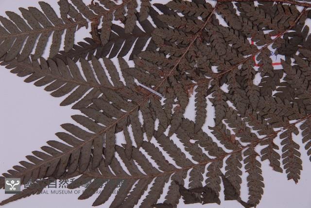 肋毛蕨藏品圖，第5張