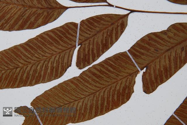 細柄雙蓋蕨藏品圖，第5張