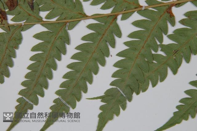 東方狗脊蕨藏品圖，第5張