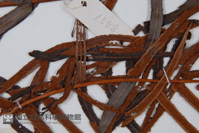 蘇鐵蕨藏品圖，第5張