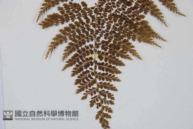 稀子蕨藏品圖，第5張