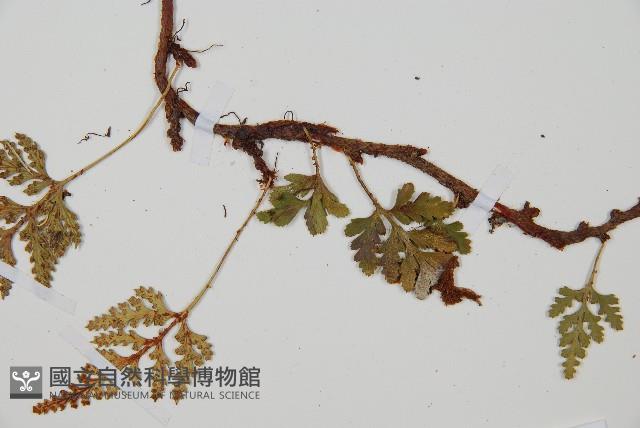 鱗葉陰石蕨藏品圖，第5張