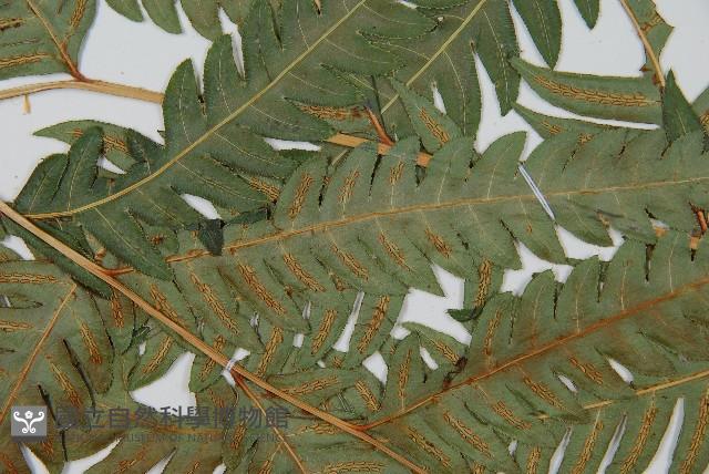生芽狗脊蕨、頂芽狗脊蕨藏品圖，第5張