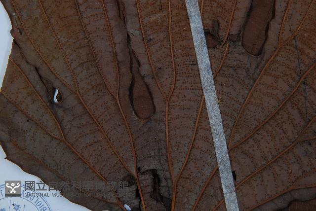 雙扇蕨藏品圖，第5張