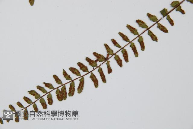 三翅鐵角蕨藏品圖，第5張