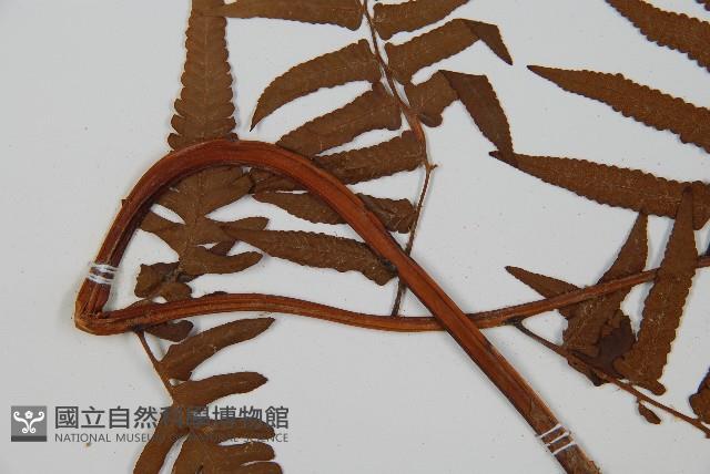 菜蕨藏品圖，第5張