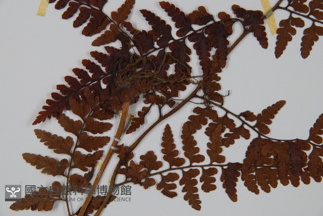 臺灣鱗蓋蕨藏品圖，第5張