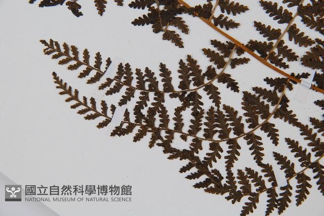 登錄號:P005424藏品圖，第5張