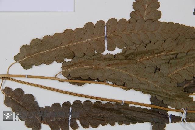 江南短腸蕨藏品圖，第5張