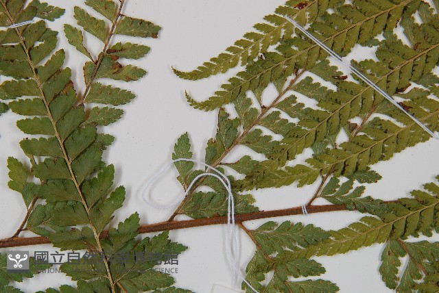 粗毛鱗蓋蕨藏品圖，第5張