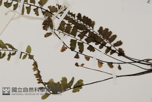 鞭葉鐵線蕨藏品圖，第5張