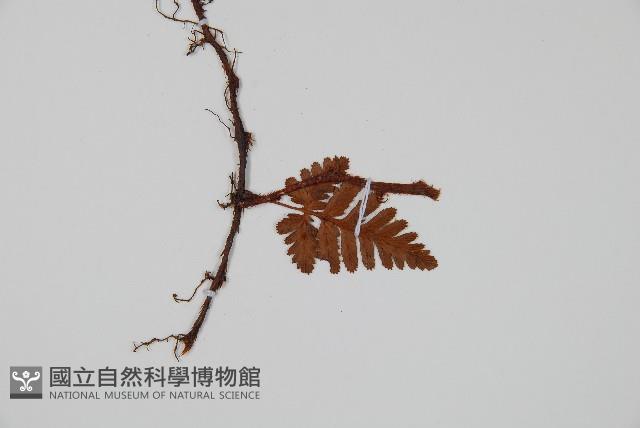 陰石蕨藏品圖，第5張