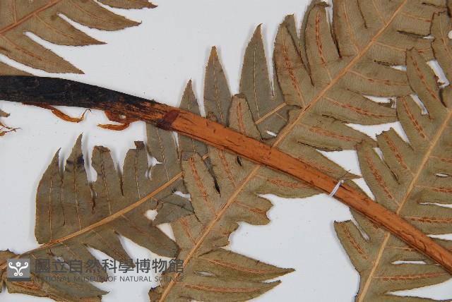 生芽狗脊蕨、頂芽狗脊蕨藏品圖，第5張