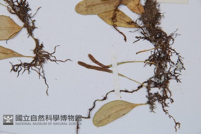 鐵角蕨藏品圖，第5張