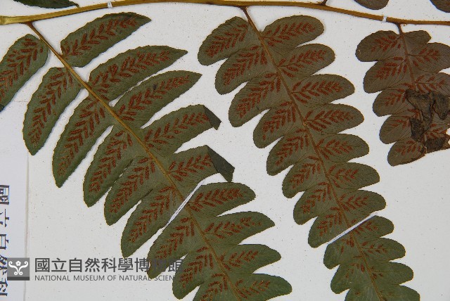 廣葉鋸齒雙蓋蕨藏品圖，第4張