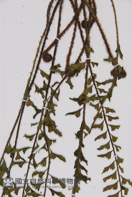 鱗柄鐵角蕨藏品圖，第5張