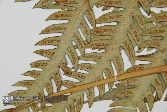 日本狗脊蕨藏品圖，第5張