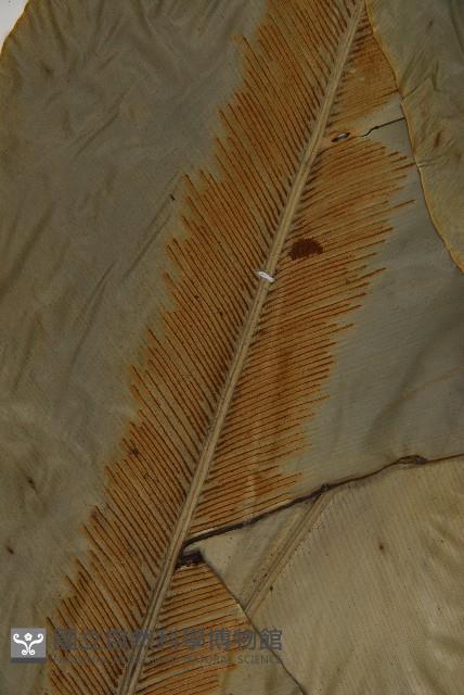 南洋山蘇花藏品圖，第4張