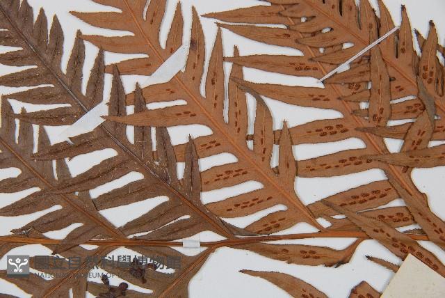 東方狗脊蕨藏品圖，第5張