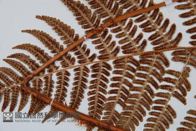 闊鱗鱗毛蕨藏品圖，第5張