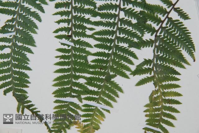 日本蹄蓋蕨藏品圖，第5張