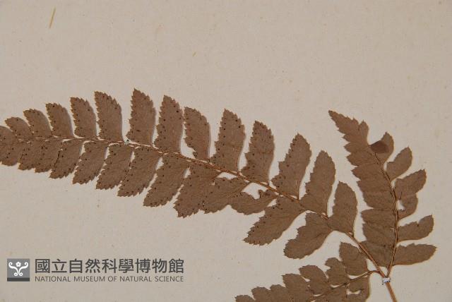 斜方複葉耳蕨藏品圖，第4張