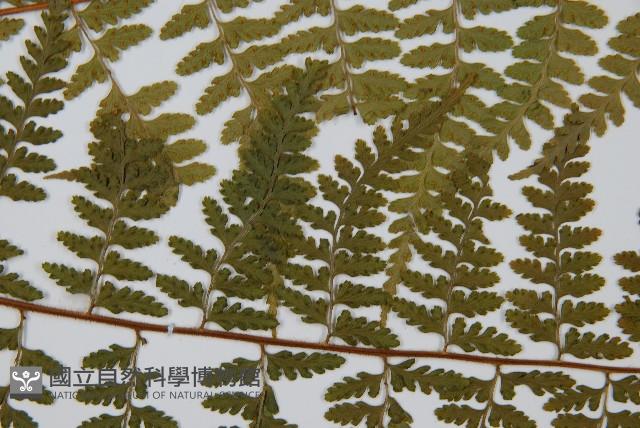 司氏碗蕨藏品圖，第5張