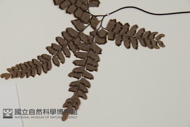 扇葉鐵線蕨藏品圖，第4張