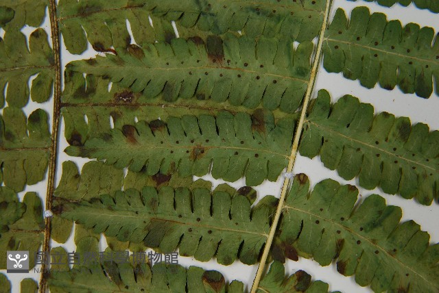 南洋假鱗毛蕨藏品圖，第5張