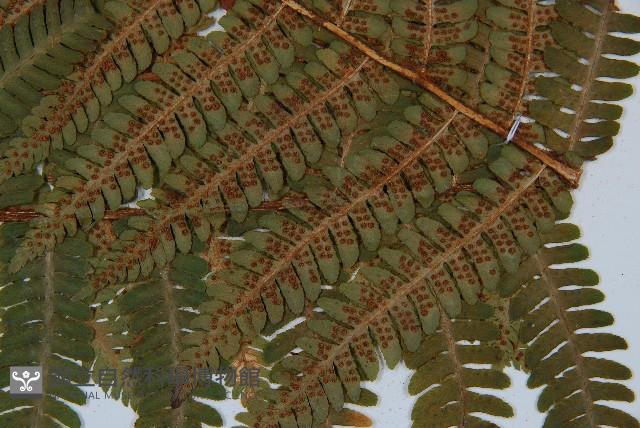 綿馬鱗毛蕨藏品圖，第5張