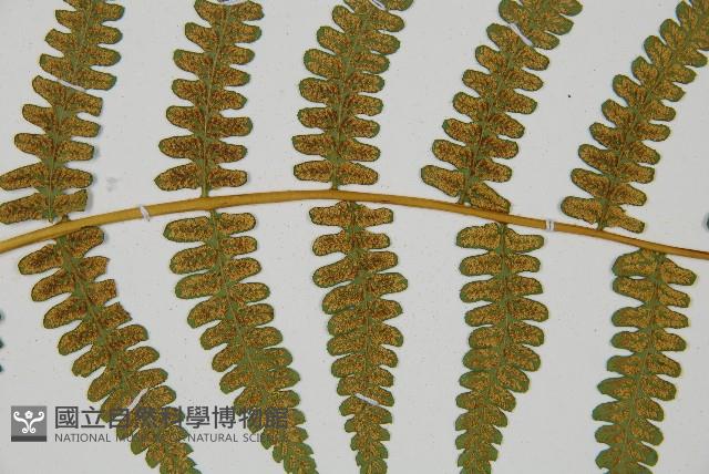 擬德氏雙蓋蕨藏品圖，第4張