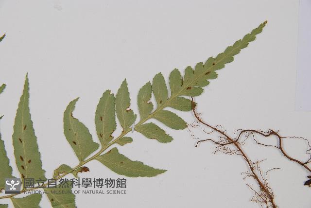 鋸齒雙蓋蕨、線葉雙蓋蕨、刺鱗雙蓋蕨藏品圖，第5張