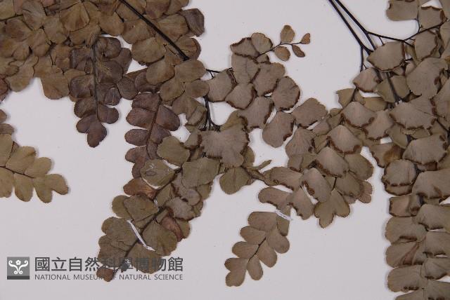 扇葉鐵線蕨藏品圖，第4張