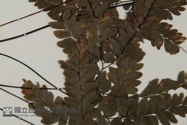 扇葉鐵線蕨藏品圖，第4張