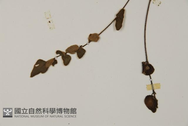 金毛裸蕨藏品圖，第5張