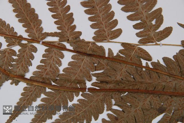 江南短腸蕨藏品圖，第5張