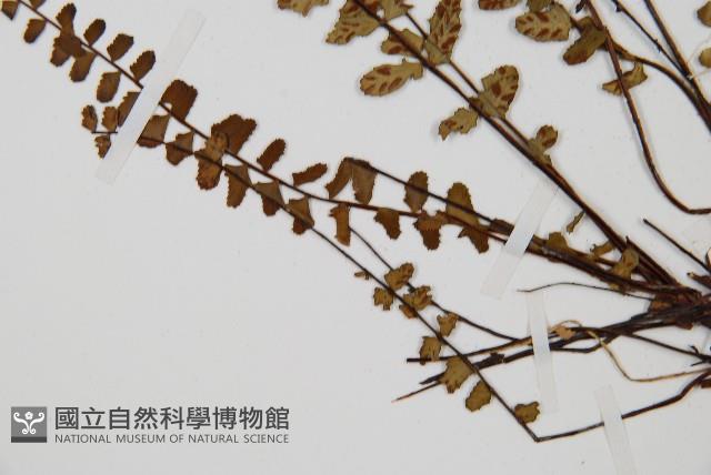 三翅鐵角蕨藏品圖，第5張