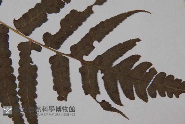 廣葉鋸齒雙蓋蕨藏品圖，第4張
