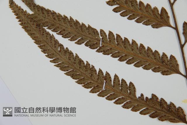 光葉鱗蓋蕨藏品圖，第8張